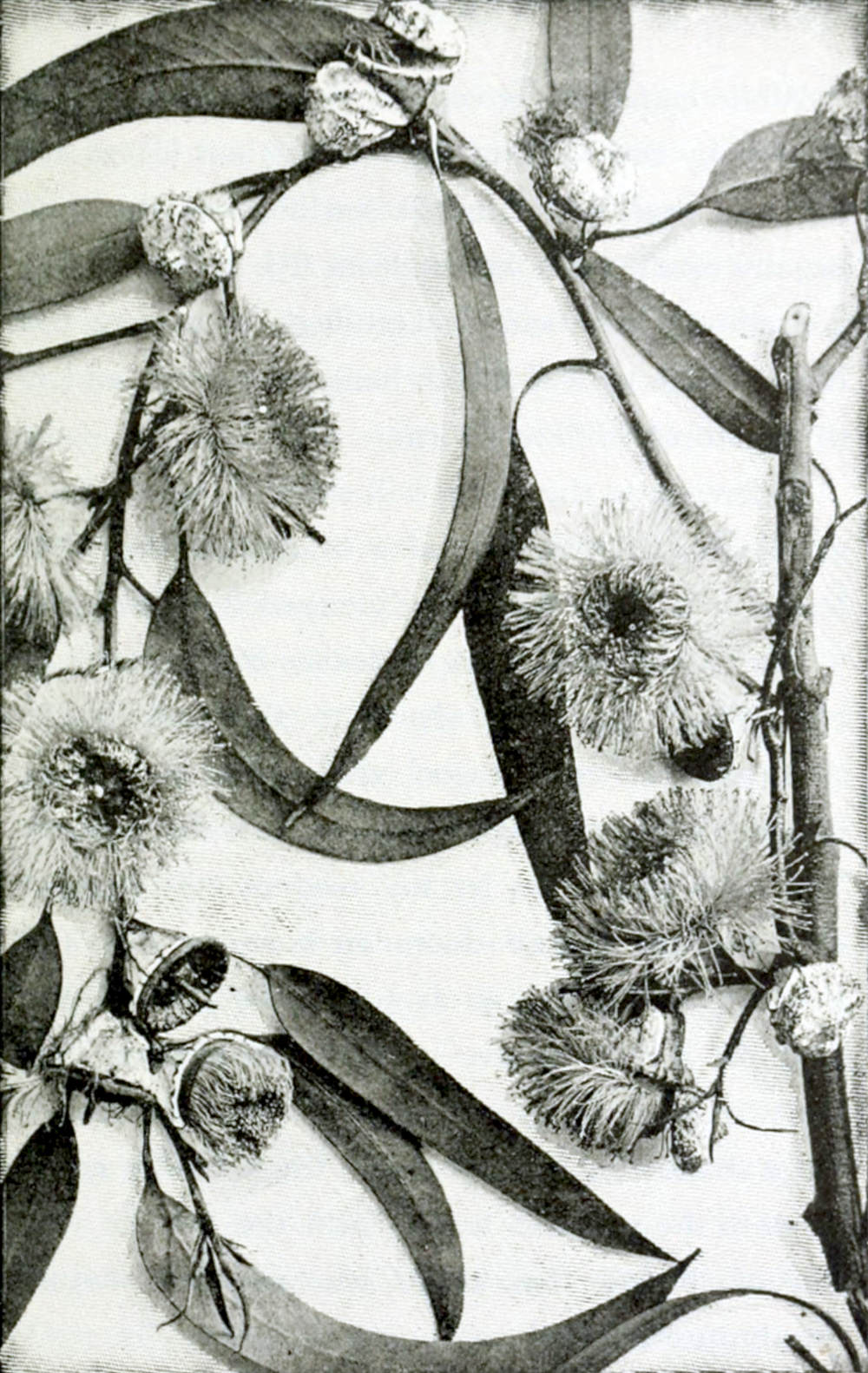 Photograph of a branch with
leaves and flowers. The leaves are oval, elongated, with sharp tips. The flowers,
some still in buds, some flowering, some finished already, have a round shape with
a multitude of hairlike parts.