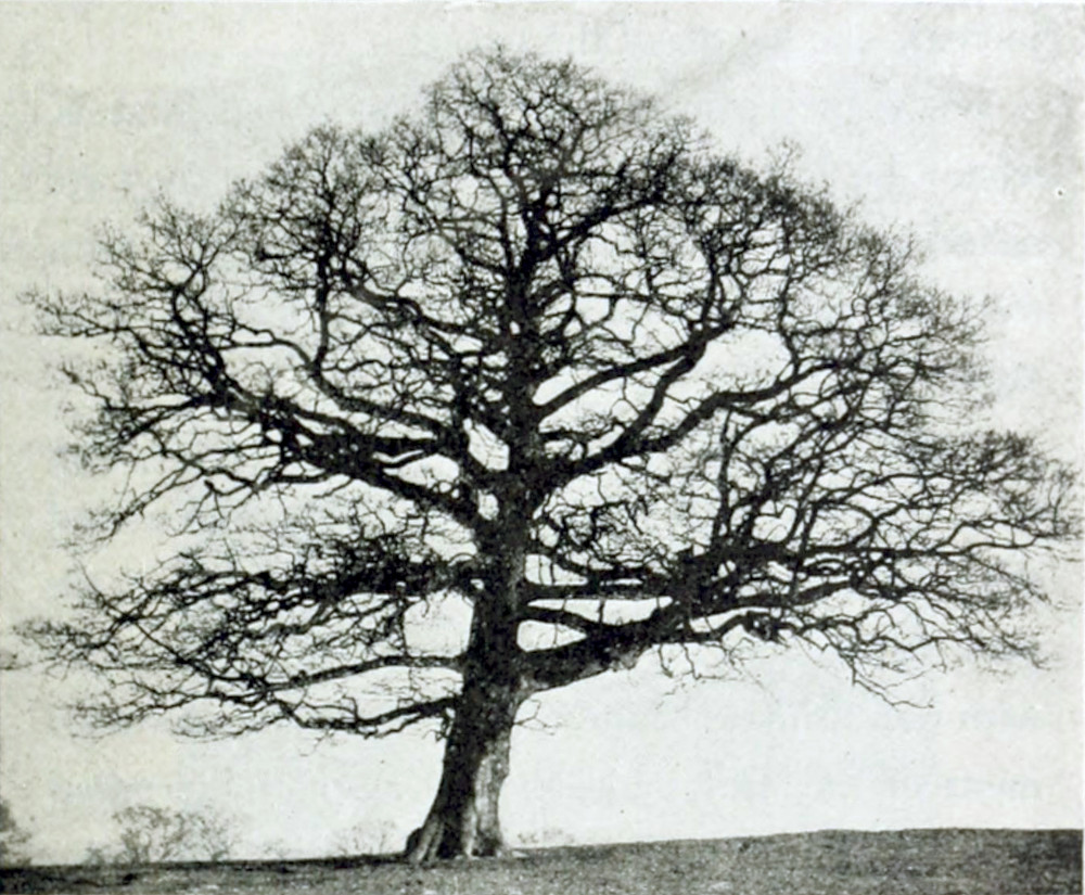 A large, leafless tree
on the top of a hill.