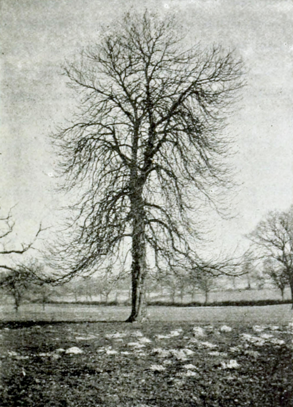 A large bare tree in a meadow
with other bare trees in the background. In the foreground there are some
lighter patches at the soil.