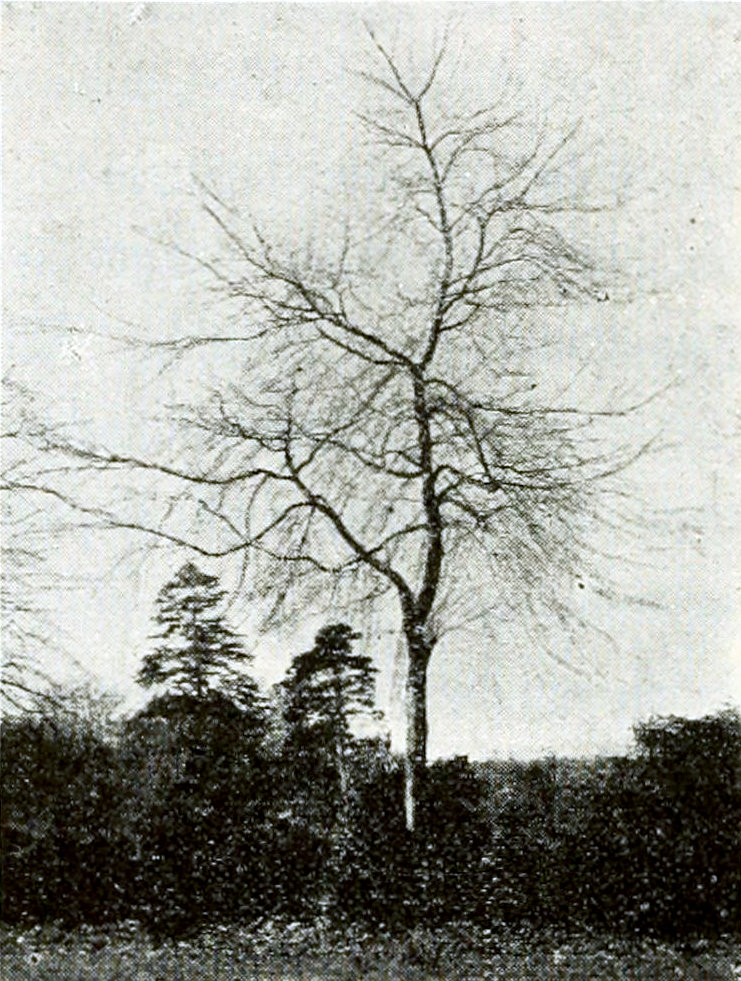 A bare tree, standing amidst
some shrubs. In the background some fir trees.