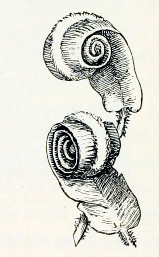 Two leaves rolled-up lengthwise,
each yielding a short cylinder, perpendicular to the stalk.