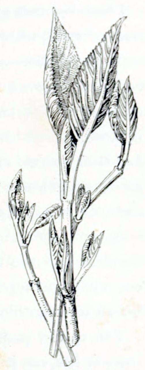 Three stems each with several
small leaves. The leaves are more or less folds and have very pronounced
veins.