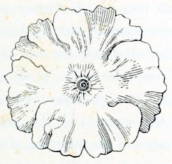 A flower, viewed from the top.
It has 5 petals. In the centre is a pentagon formed by small stripes. In the
centre of the pentagon is a circular shape. The flower as a whole has a
circular shape.
