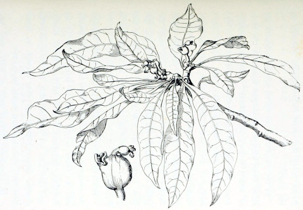 A tree branch with some
20 leaves, all growing from the end. The leaves are elongated, oval, with sharp
tips. From the end of the branch some flowers grow. In detail a flower consists
of a bulbous form with a lip-like structure. At the top of the bulb grows a bud
from which curly threads appear.