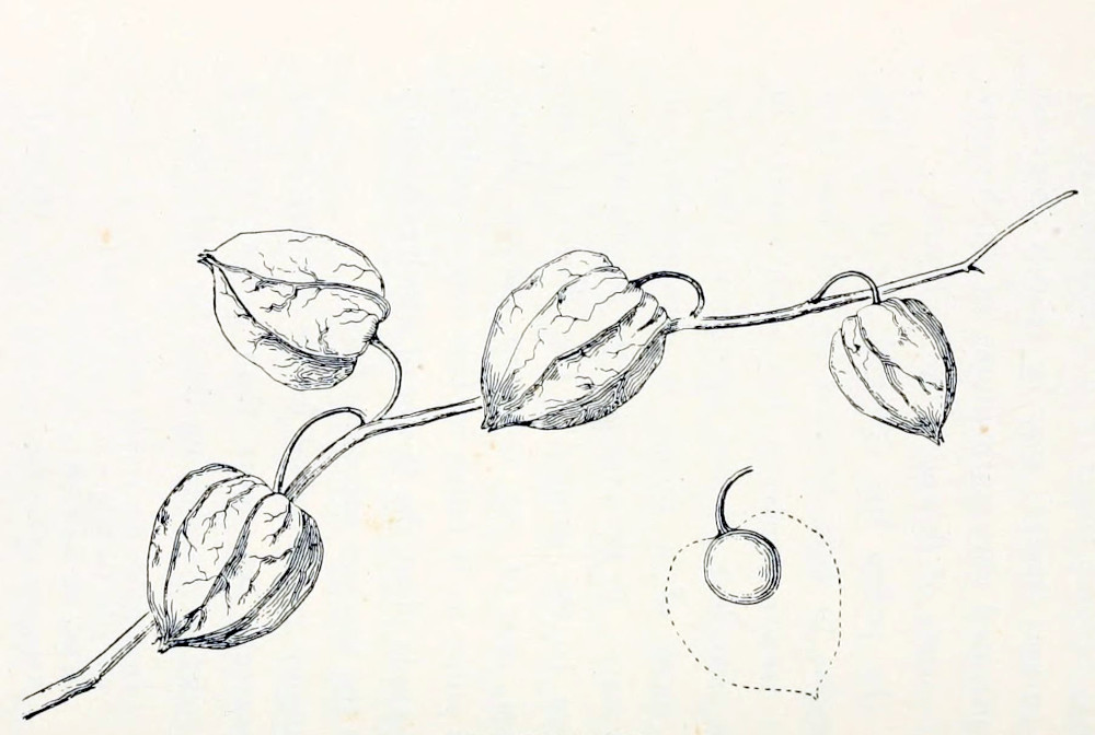 A branch bearing four fruits,
that are heart shaped and show heavy veins. They are hanging from bent stalks.
In detail a cross section is shown. There is the stalk, ending in a circular shape.
Dotted lines indicate the heart-shape of the outer structure.