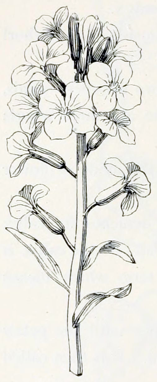 A stem bearing three small leaves
at the base. Upward there are about 10 flowers, in different stages of ripeness.
At the top there are still buds, in the middle they are in full bloom and further
down blooming is over. Each flower has 4  equally sized petals. They emerge from
an elongated calyx, that sits on a short stalk.