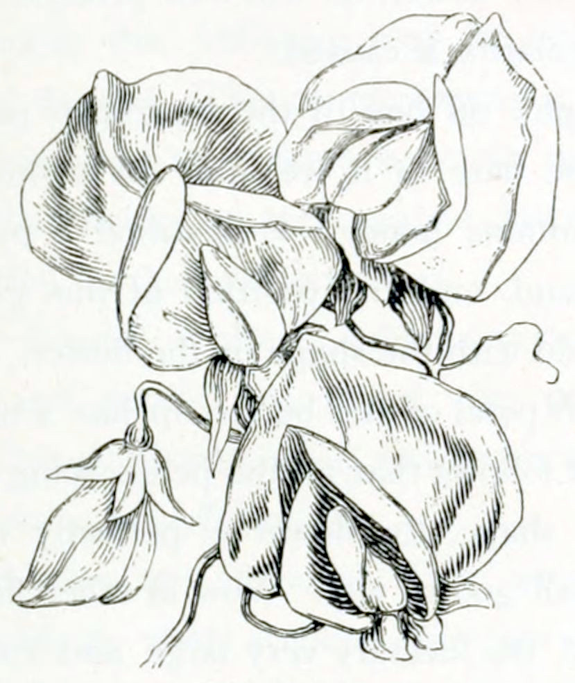 A bunch of 4 flowers, one
of which still in bud, the others fully flowering. Each flower has a complex form
because the petals are of different shapes and sizes. On top is one large petal,
lower down are 2 smaller petals, arranged alongside each other. At the bottom is a
smaller structure formed out of 1 or 2 petals. Each flower has a small, flat
calyx and sits on a thin stalk.