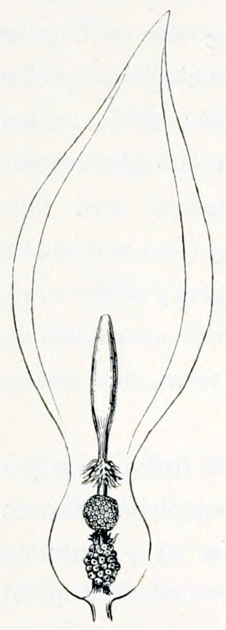 A cross section of a flower.
Calyx and petals are shown schematically. They build a flask-like shape. From the
bottom grows an intricate structure. At the base is a bulbous shape built from
smaller forms, giving it the appearance of a blackberry. On top of that is a
ball, with a pattern of small circles. On top of that is a club-like shape, about
2 times the size of the bulbs beneath it combined. At the base of the club grow
hairs.