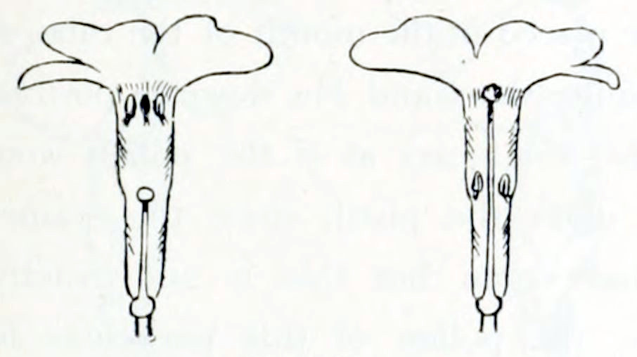 Two flowers is cross section.
Both have a funnel-like shape. In both sections the anthers en pistils are shown.
In the left one the pistil is short, so it only reaches halfway the funnel.
The anthers are in the opening. In the right on the pistil is long and reaches
the opening. The anthers are halfway the funnel.
