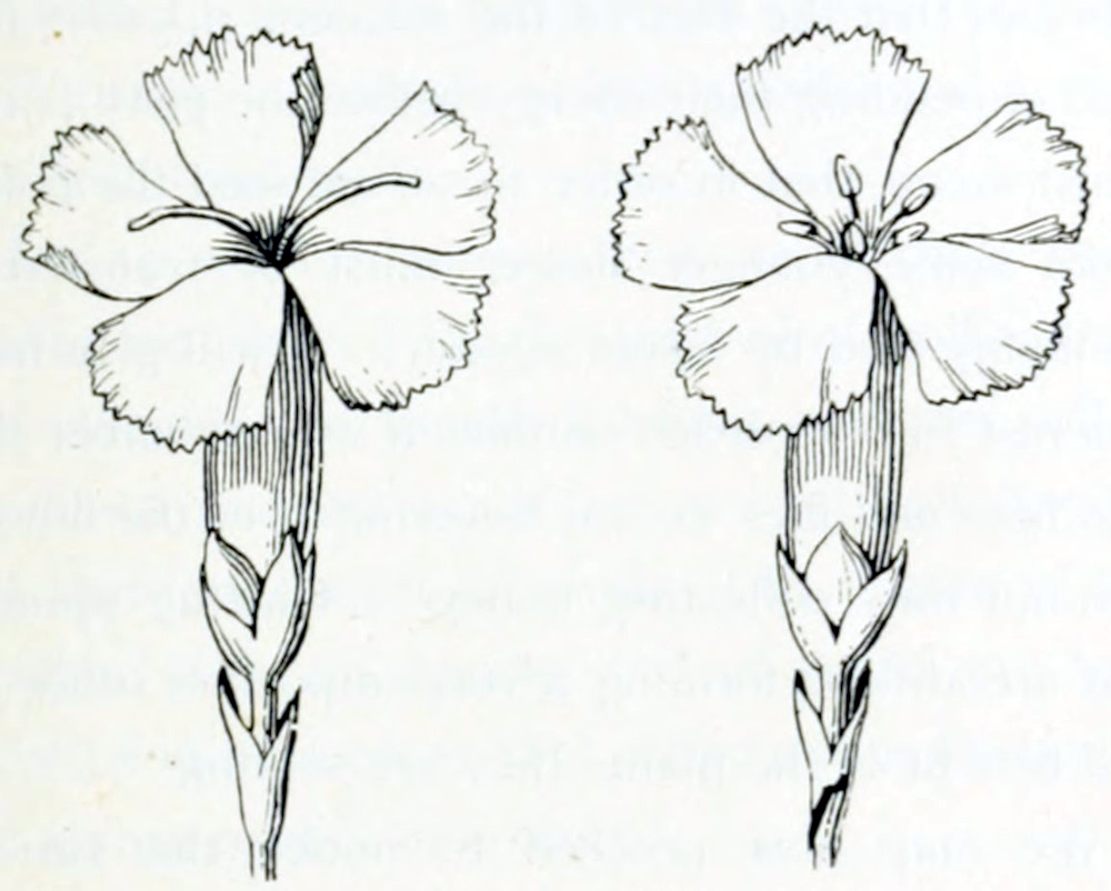 Two flowers, both funnel-shaped.
Each has 5 petals of equal size, arranged around the opening. In the left one
the stigma is shown that has 2 parts, each a thread-like structure that grow
out of the opening, to opposite sides of the flower. In the right one the
anthers are shown: a group a small bud-like shapes standing on thin stalks, right
in the opening of the flower.