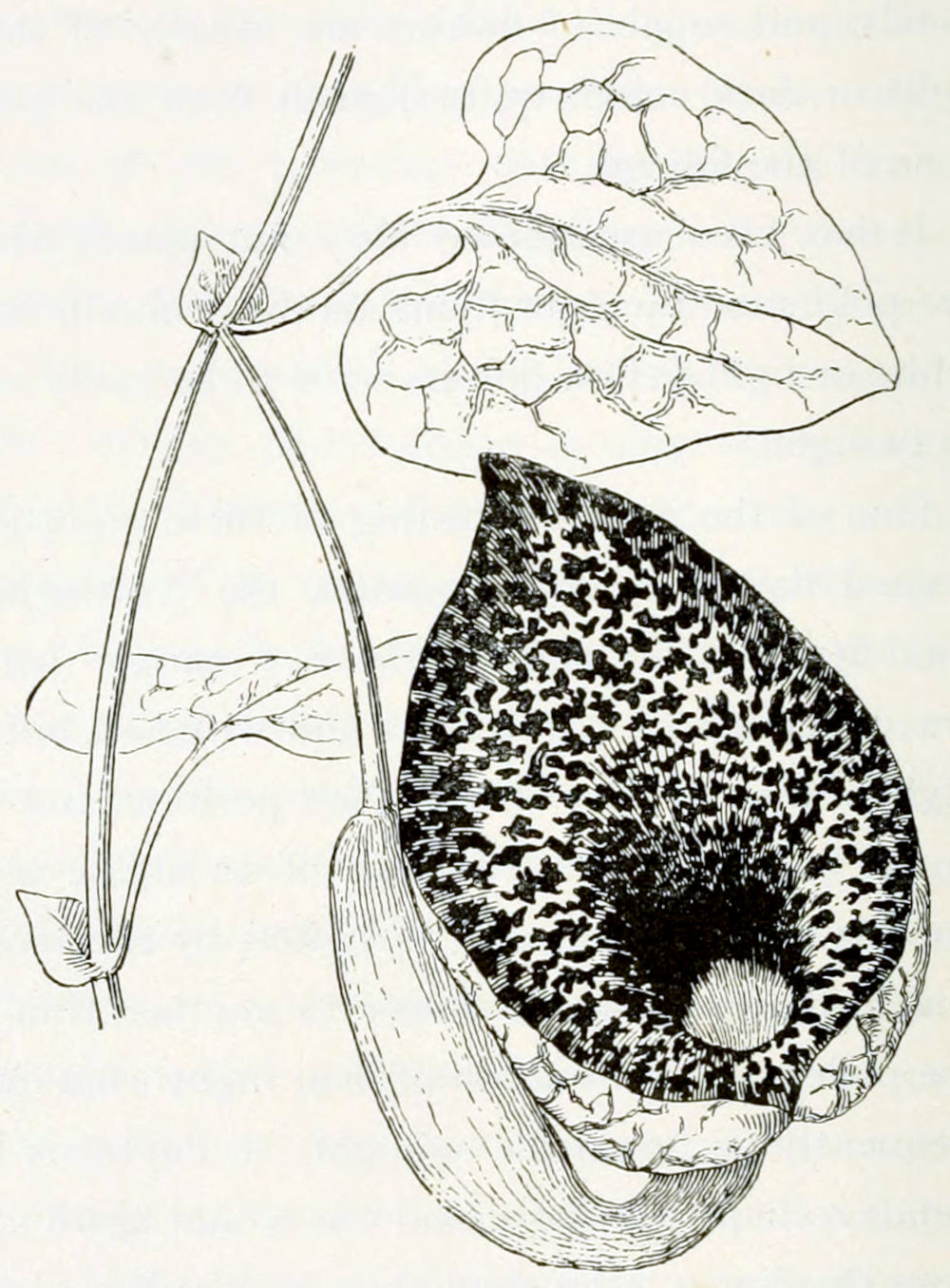 A stem with 4 leaves and a flower.
The leaves are grouped in pairs. In each par one leaf is small and sits directly
on the stem. The other is large, heart-shaped and sits on a stalk. The flower
sits on a stalk that emerges from the axil of the upper pair of leaves. It has the
form of an antique clay pipe, or a saxophone. The base is small and directed
downward, but then it widens and bends upward. The petals have a pattern of small
irregular spots, like a leopard skin.