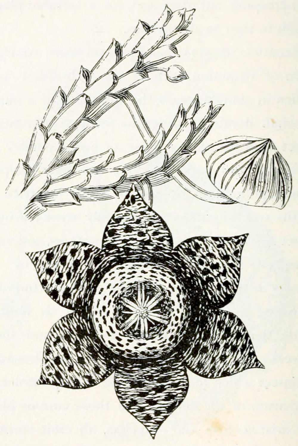 A stem covered with
scale-like leaves from which a bud and a flower grow, both on stalks.
The bud is round, a little flattened and with a point where the petals meet
in the centre. The flower is shown from above. It has 6 equally formed petals.
Each is rounded with a sharp tip. The petals have a pattern of dark spots and lines
perpendicular to their axis. The petals are arranged around a centre that is about
half the diameter of the flower as a whole. The centre is dotted as well and in the
midst the is a star shape that contains pistil and anthers.