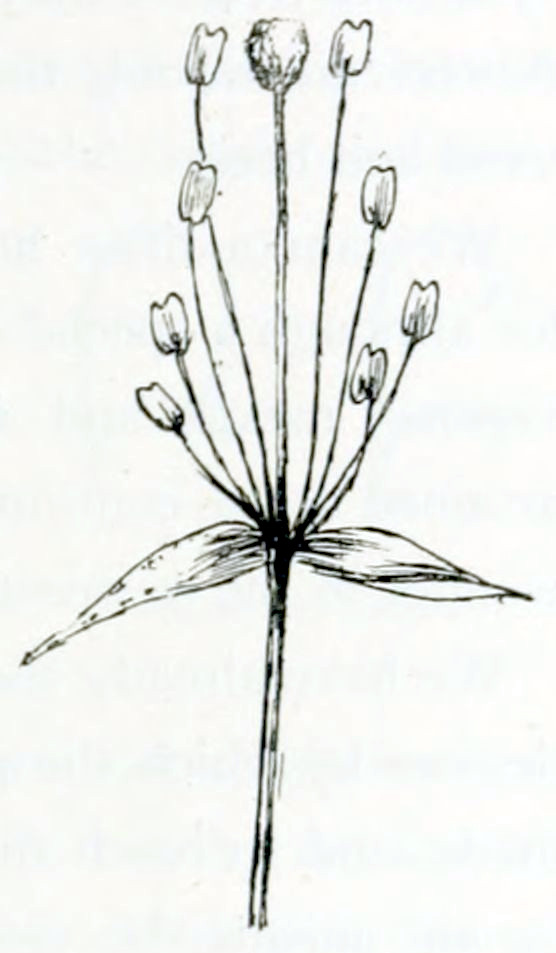 A stalk with at the end
2 elongated leaves, a pistil that sits on a stalk of its own and a group of 8
anthers. Each anther has a 2-lobed shape and sits on a thin stalk.