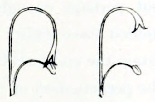 2 drawings of a pistil and anther.
In both the pistil is on top. It is a large form, bent downward at the end. The
anther is lower and consists of a 2-lobed structure at the end of a straight stalk,
almost perpendicular to the base of the pistil. In the left drawing the pistil
is bent to the extreme, thus making contact with the anther. In the right drawing
the pistil is bent less, and there is no contact.