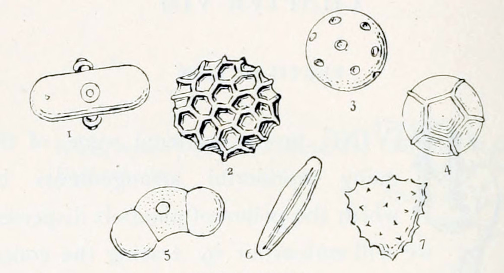 Pollen grains, numbered 1–7.
Nr. 1 has the shape of a rounded cylinder, with small buds at the circumference in
the middle.
Nr. 2 is rounded with a skin consisting of hexagons.
Nr. 3 is perfectly round, with small circular dots on the outside.
Nr. 4 is perfectly round, with a pattern of pentagonal ribs on the surface.
Nr. 5 consists of three semi-round shapes, stuck to each other in a line. So
one is in the middle of the other two. The one in the middle is deformed into an
trapezoid shape. It contains a small dot on the surface. The whole arrangement is
not completely linear, but bent somewhat.
Nr. 6 is elongated, with a stripe lengthwise.
Nr. 7 is triangular, with little spikes on the surface.