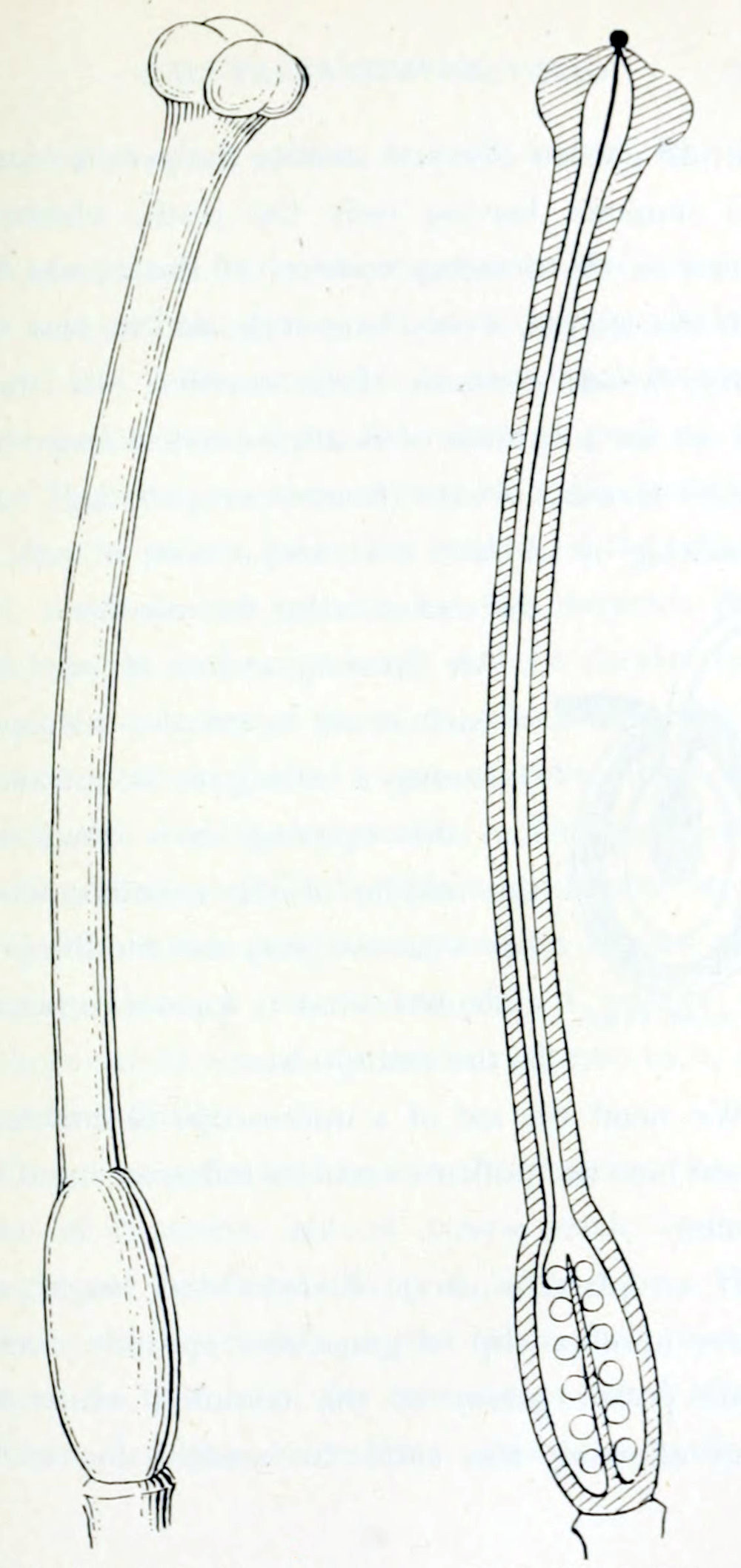 Two drawings of a pistil, one
from the outside, one in cross section. The outside shows the pistil growing on
a stalk. At the base is a bulbous shape, somewhat elongated, followed by a
long shaft, ending in a shape consisting of 3 smaller bulbs, slightly wider
than the shaft. In cross section the shaft and the bulb at the base are hollow.
The bulb contains a small stalk with 12 circular forms along the length of it.
At the top of the shaft is a small black circular form, with a thin thread into
the hollow of the shaft that ends in one of the circular shapes at the base.
