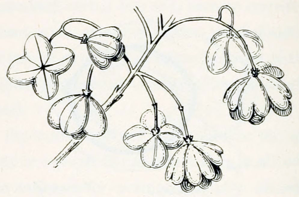 A small branch with 7 flowers,
some open, some still closed. Each flower sits on a stalk and is built from 4
lobes, that open to form the calyx. Within the calyx are small petals.