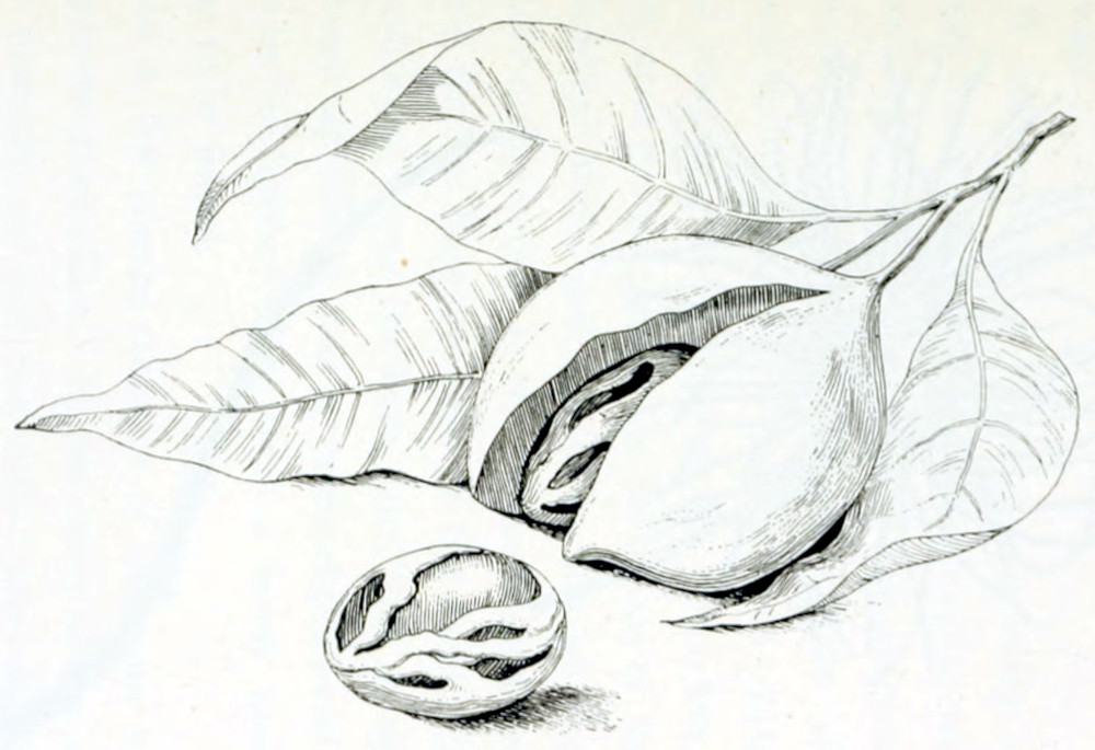 A short branch with 3 leaves and
a nut. The leaves are elongated with pointed ends, and sit on short stalks. The nut
also sits on a stalk and has an outer shell, which is partly opened and shows its
contents: a shape with ribs and grooves. This contents is shown separately.