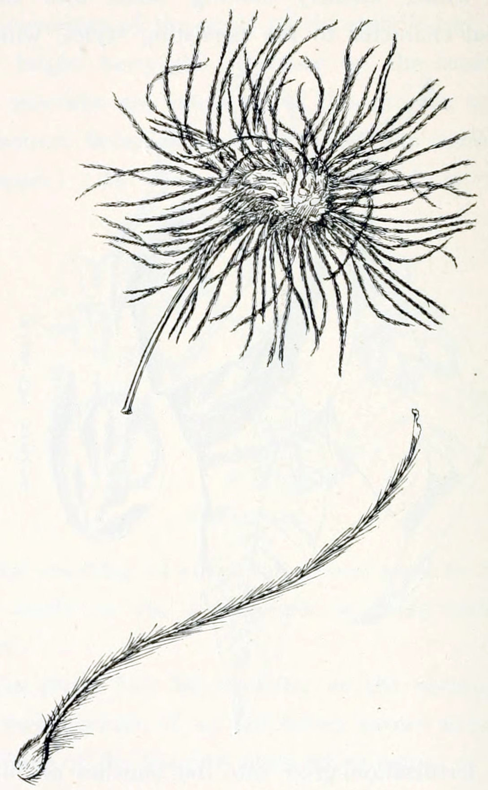 The drawing is in two parts.
The top part shows a bunch of threads at the top of a stalk. The threads
pointing in every direction. The bottom part shows a single thread, that appears
to be covered by short hairs to give it a feathery appearance. At the base of the
thread is a small globule, less than one tenth of the length of the hair.
