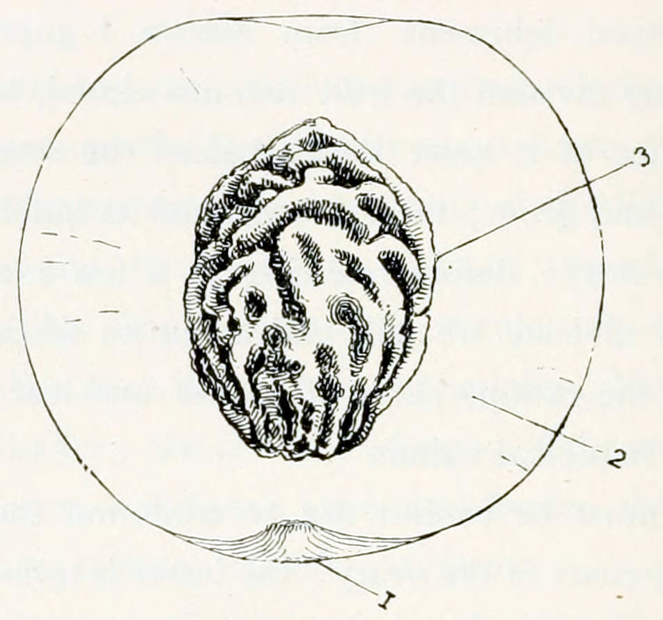 A cross section of a fruit,
containing a stone. The stone has deep grooves. Parts of the fruit are
numbered. The outer surface has number 1, the part below has number 2 and
the stone number 3.
