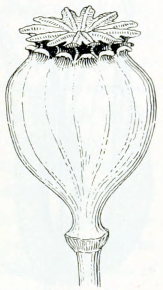 A complex structure at the
end of a stalk. It is a bulbous shape connected to the stalk by a thin neck,
somewhat resembling an upside-down bottle. The top of it has an opening,
made by a ring of small lips around the circumference. The opening is
covered by a lid, that has a pattern of ribs radiating from its centre.