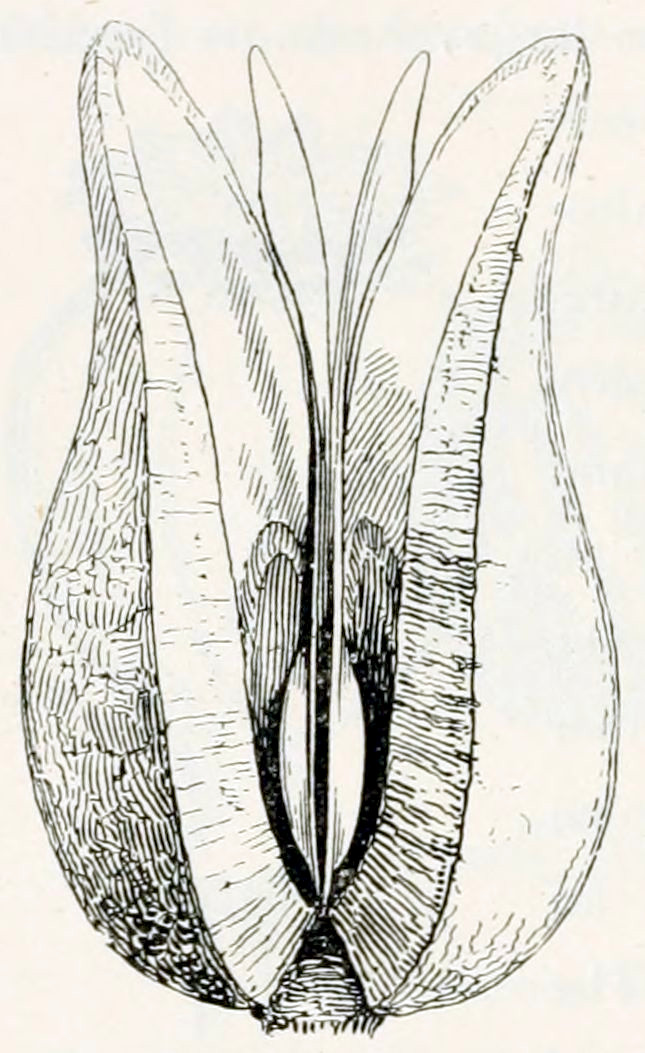 A fruit, partly burst open, that
consists of 4 equal parts, joined at the centre. Every part has a broad base and
narrows down at the top. In the middle are some seeds.