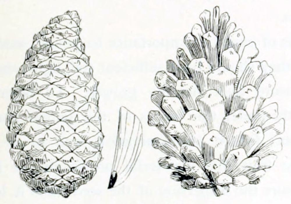 Two pine cones, one closed and the
other open. Between them, an enlarged seed. The closed one is somewhat oval, with
a pointed end. It is covered in diamond-shaped scales. The open one shows that these
scales are the ends of little sticks that are attached to a common centre.
By opening, these sticks are bent apart. The seed has a small, dark kernel with
a very light wing attached. The wing has one straight edge, while the other is bent,
almost part of a circle. The seed sits at the end of the wing.