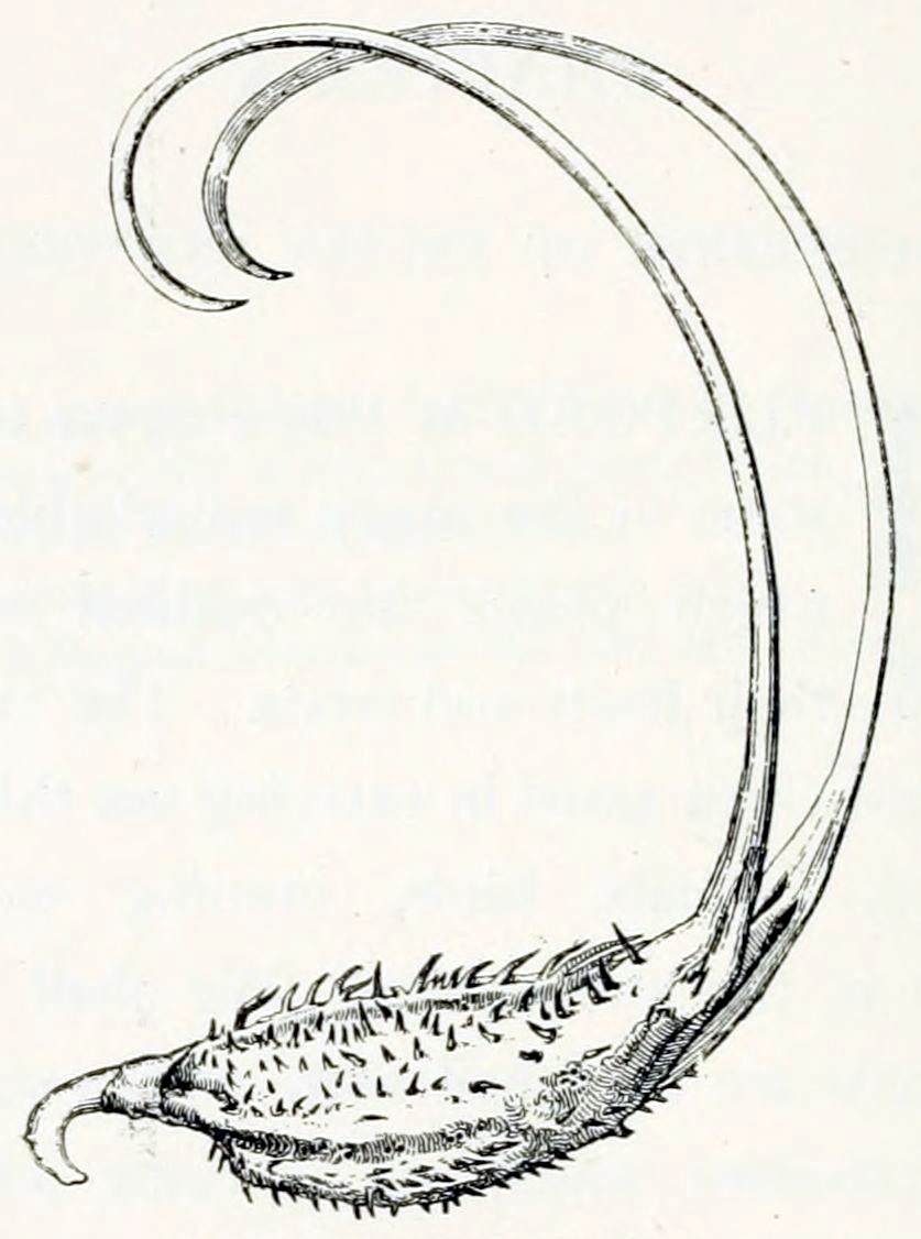 The seed is of an oval shape,
with 2 pronounced ribs running in the length and is is covered by numerous
little thorns. At the front end, the seed has a hook. At the rear end, 2 large
outgrows appear, about twice the size of the seed. These point upwards and at the
end are bent forward, to give them the appearance of antlers.
