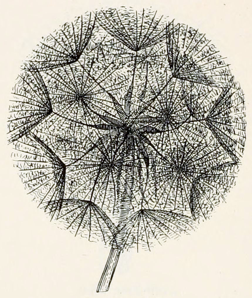 Part of a stem, that end in a
ball. The ball is formed of some 20 little, opened up umbrellas, that through
their shafts are connected to the end of the stem. At the connection point,
each of the shafts has a thickening.