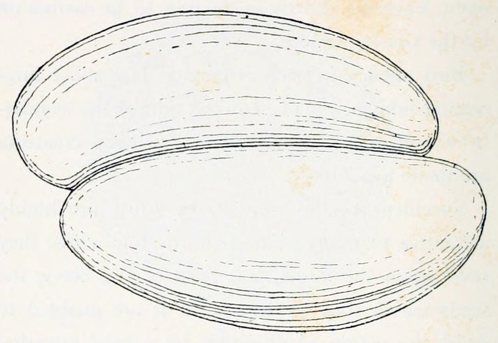 2 ellipses of equal size, a bit
flattened lengthwise at one side and connected at this flattened side. Their
surface is striped along the length axis.