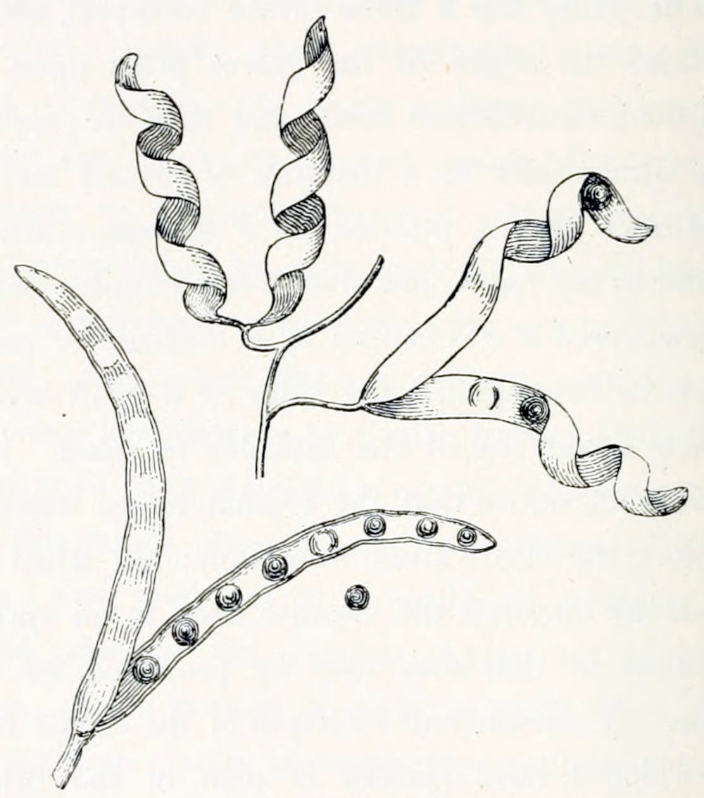 A drawing of two pods. At
the bottom there is one that consists of two halves that are very elongated and
bent somewhat. One halve bends to the left, the other to the right. The one
bending to the left shows the outside of the pod, that is rather smooth and
covered with file lines. The other hale shows the pod's inside, where the seeds
are lying, 8 of them, evenly distributed along the axis of the pod. One of the
seed is beside the pod. The seeds are round, with circular lines within. The upper
drawing shows 2 pods, connected to a stem. Both pods are open showing their
two halves separated. Each of the halves is coiled up, almost like a
corkscrew. In one of the pods some seeds are shown, again rounded, with circular
lines within.