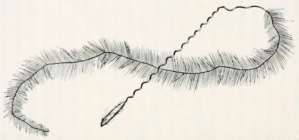 A seed, in the shape of an
elongated ellipse, covered with hairs that all point to one end. At that end
a very long thread, about 20 times the length of the seed, is attached. The
first quarter of the thread, connected to the seed, is slightly coiled, giving
it the appearance of a corkscrew. This part is bare, while the rest of the
thread is covered in hairs, that grow perpendicular to the thread itself.