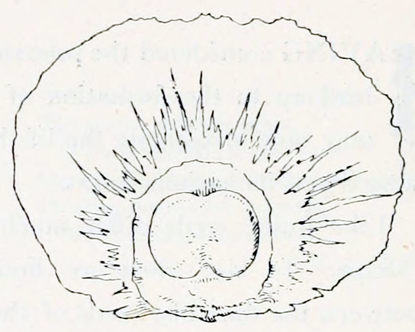 A shape, an almost circular
ellipse with edges that aren't completely smooth. This ellipse is lying with
it's long axis horizontally. In the middle of this ellipse, below the centre, is
a shape that consists of two ellipses joined at their long side.That shape is
surrounded by a roughly circular shape. And that shape again is surrounded
by a shape that has many rays emanating from it, thus resembling a star.