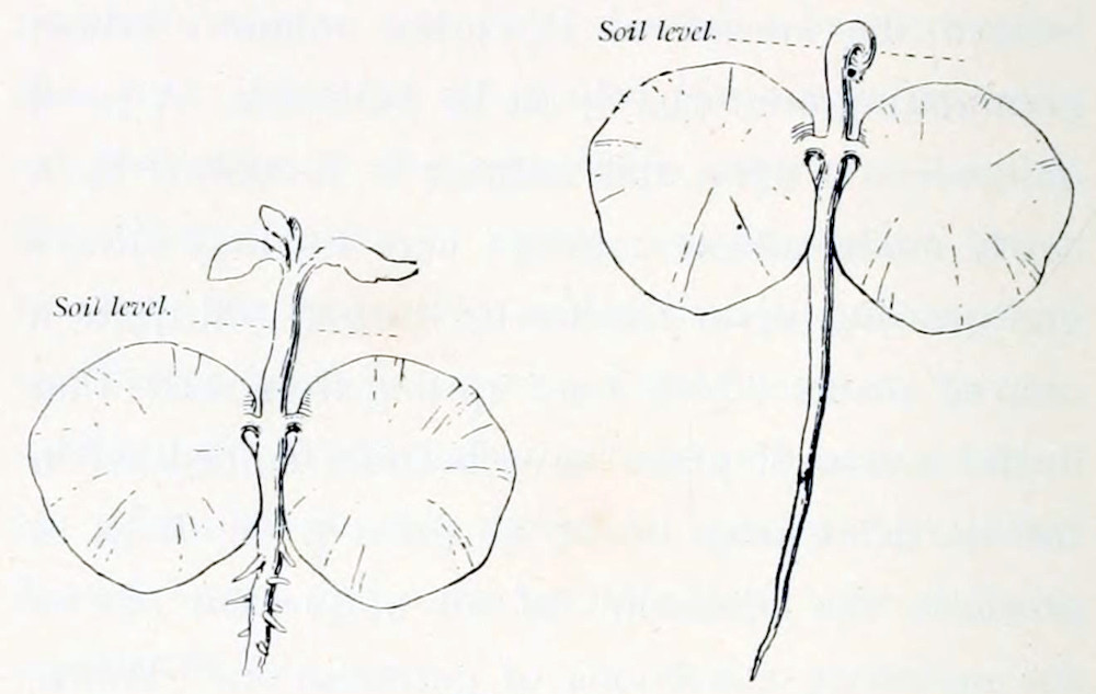 Two drawings of seedlings.
In both drawings a dotted line indicates the soil level. Both seedlings
have a root and a small stem with at their left and right sides a round
lobe. In the left drawing, the stem reaches above the soil level and has
some tiny leaves. In the right drawing the stem is bent at the soil level
and no leaves are visible.