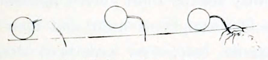 Three drawings of germinating
seeds, arranged from left to right. Each seed is depicted as a circle lying on
the soil. From the left one a thin root extends to the right, which bends downward
and reaches the soil. The middle one also has a root extending into the soil
and is lifted upward a bit. The right one is resting on the soil again and has a
root that extends deeper into the soil and has developed secondary roots.