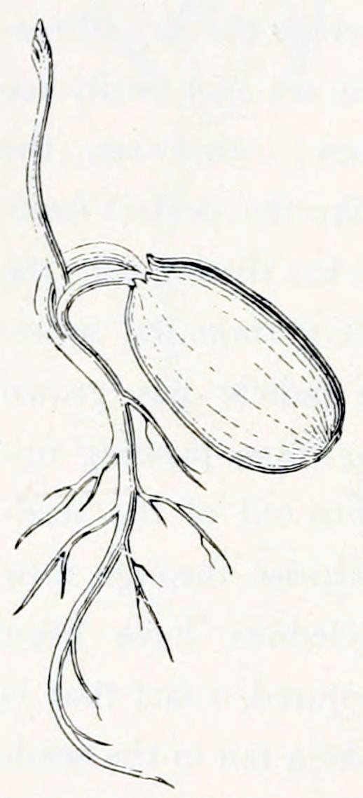 A seed in the shape of an ellipse.
From the left-pointing end grows a root that has developed several secondary
roots. The connection between root and seed is twofold. From between these two
connections a small stem grows upward, bearing very small leaf-like structures
near its tip.