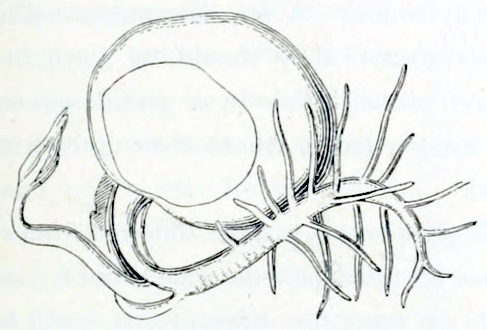A large, almost round seed.
From the bottom grows a root, undulating horizontally. It's a but longer
than the size of the seed and has developed many secondary roots, growing
in all directions. A bit below the point where the root starts from the seed,
a stems originates. This stem is about half the length of the root, grows
horizontally in the other direction and is bent upward toward its tip. At the tip
it bears a bud.