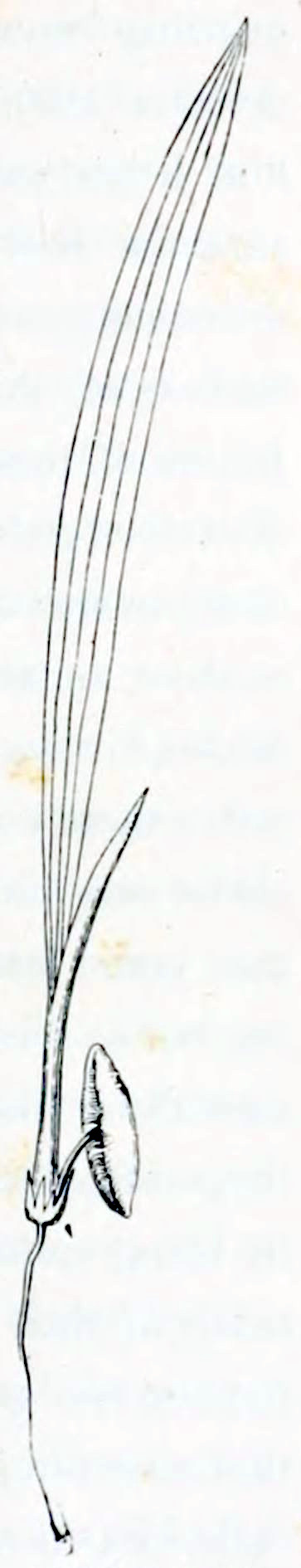 A young leaf growing
from a sheath. The leaf is very elongated and has longitudinal veins.
The sheath comes out of a small rosette that is connected via a thin
stalk to a seed. The seed is ellipse shaped with pointed ends and has a
longitudinal groove. From the rosette extends a thin root downward.