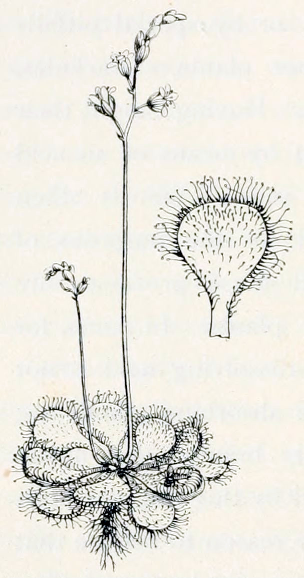 A plant that has a rosette
of round leaves. Each leaf is covered with long hairs. From the rosette
a short, strongly branched root grows downward en two shoots grow upward.
The shoots bear at the end a row of buds, the lowest ones have opened into
flowers on short stalks. A leaf is shown in detail. It is round with smooth edges
and has a very short stalk. The hairs are long, and have little dots at their
tips.