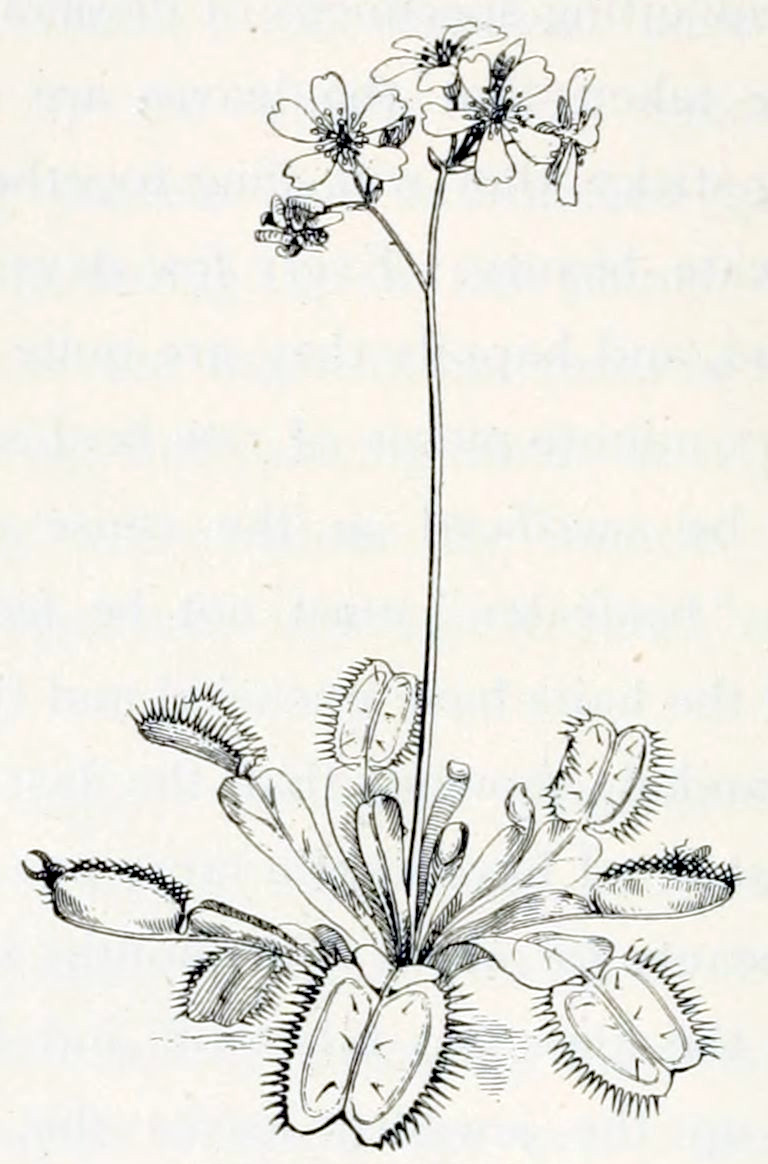 A plant that has a rosette of
leaves. The leaves are elongated. At their end they have a special structure
built of consisting of two rounded shapes on the main vein of the leaf. These
shapes have many long spikes along the edges and e few in the central part. In
some of the leaves these shapes are folded together along the vein, whereby
the spikes along the edges intertwine. From between these folds, insects
can be seen to protrude. From the rosette grows one stalk, carrying several
flowers. Each flower has 5 separate petals and a multitude of anthers.