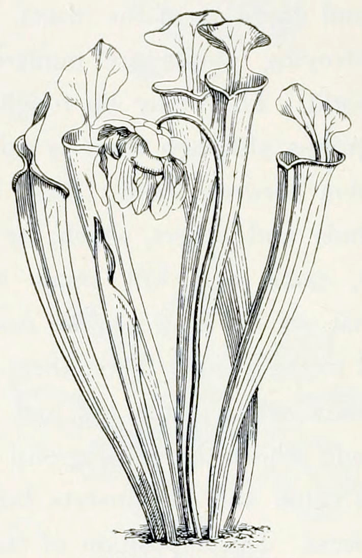 From the soil emerge six
elongated beaker shaped structures with a large lip at the end. From the
midst of these beakers grows one flower on a stem of about the same height.
The stem is bent at the end, so the flower hangs downward. It has 5 hanging
petals that emerge from a calyx.