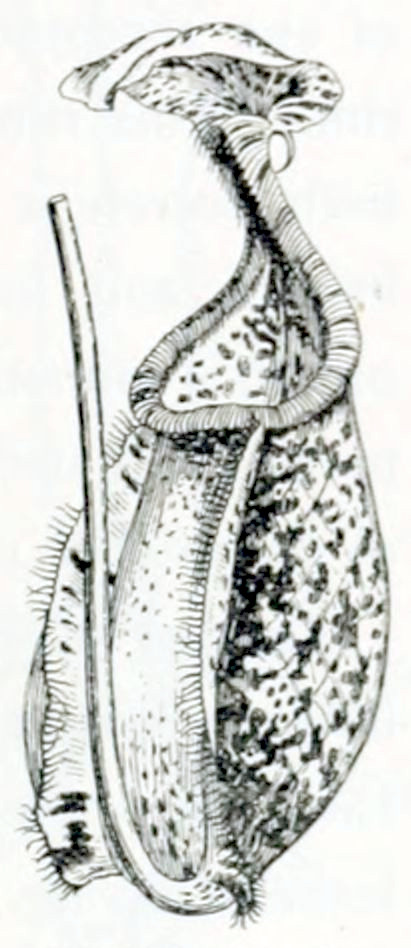 A vertical stalk from which,
at the bottom end, grows a beaker-like structure. This beaker ends in a large
lip that at some distance hangs over the opening of the beaker. The surface
of the beaker and the lip is covered in dark, irregular spots. There are two
wing-like structures on the beaker, starting at the end point of the stalk
and stretching up to the opening. These wings have many hairs along their edges.