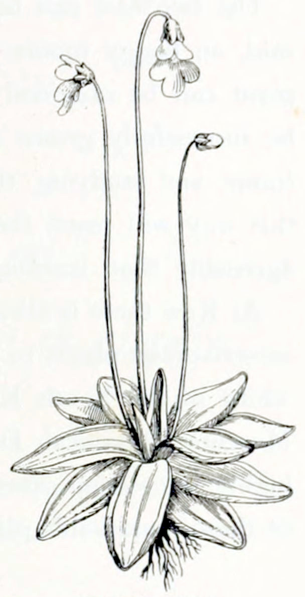 A rosette of leaves, elongated
with curly edges. From the bottom of the rosette grows a short, branched root.
From the top grow three stalks, each bearing one flower or bud. With open
flowers, the tips of the stalks are bent, so the flowers hang down. The three
petals at the bottom are larger than the two on top.