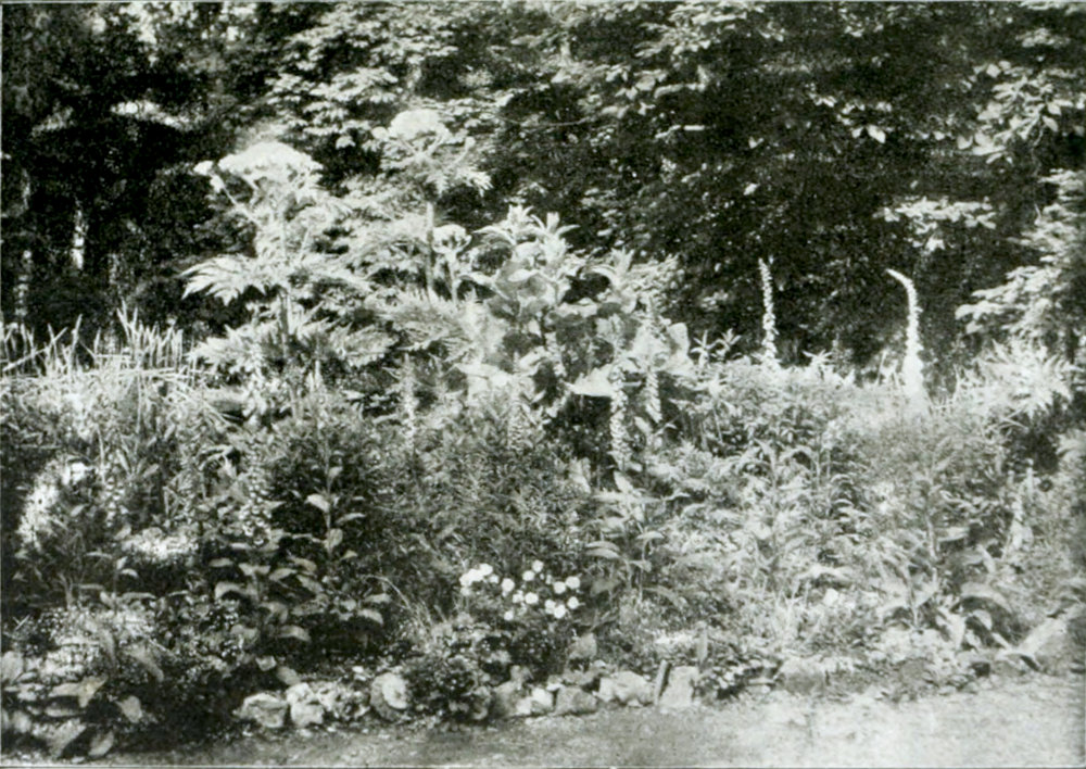 Part of a garden in
which many flowers of different kinds, before a wall of shrubs and trees, grow.
In the centre is a group of high plants with large flowering umbrellas
and deeply cut leaves.