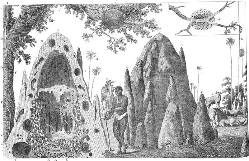 [Illustration]