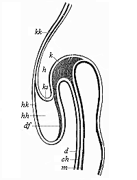 Fig.148. Longitudinal
section of the fore half of a chick-embryo at the end of the first day of
incubation (seen from the left side).