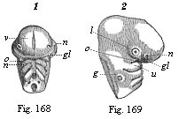 Figs. 168 and 169. Head
of a chick embryo, of the third day.