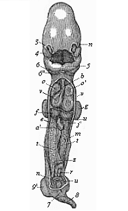Fig.183. Human embryo,
four weeks old, opened on the ventral side.