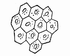 Fig.285. Epidermic cells
of a human embryo of two months.