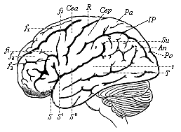 Fig.293. The human
brain, seen from the left.